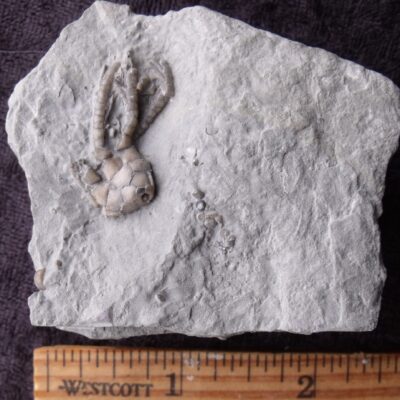 Small Scytalocrinus Fossil