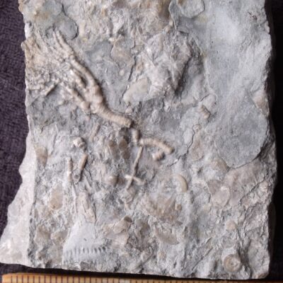 Fossil Cupulocrinus Crinoid