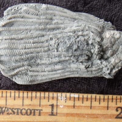 Elegantocrinus Crinoid