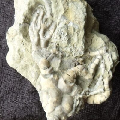 Cyanthocrinites Crinoid