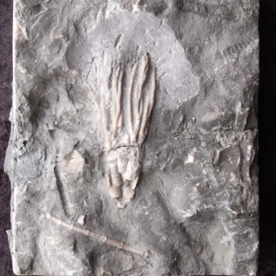 Fossil Cupulocrinus Canada