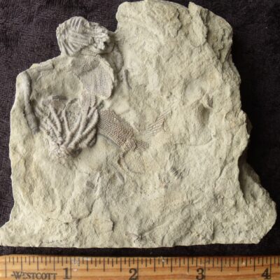 Two Fossil Crinoids