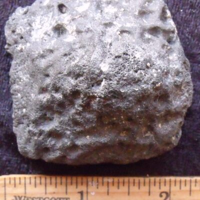 Fossil Alligator Scute 10