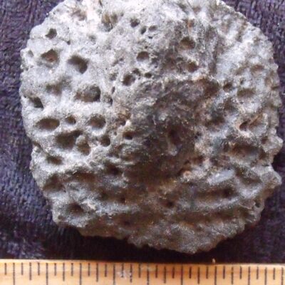 Fossil Alligator Scute 12