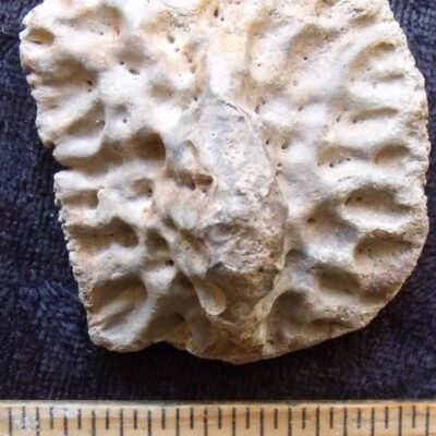 Fossil Alligator Scute 16