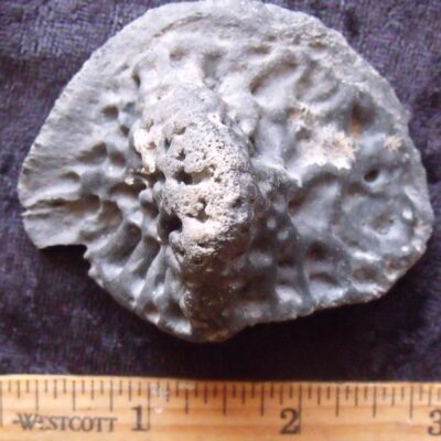 Fossil Alligator Scute 5