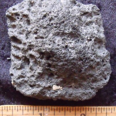 Fossil Alligator Scute 6