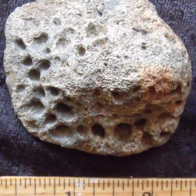 Fossil Alligator Scute 9