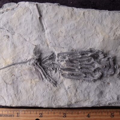 Two Detailed Crinoids