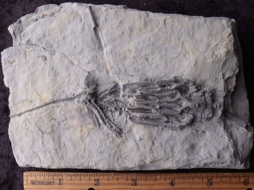 Two Detailed Crinoids