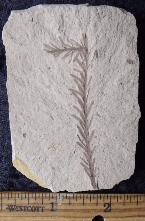 Metasequoia Fossil