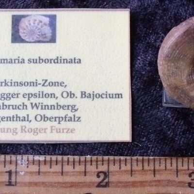 Fossil Bathromaria Snail