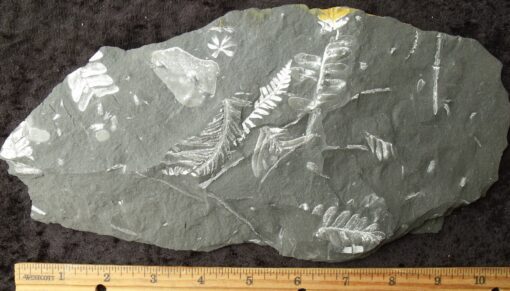 Fossil St. Clair Fern