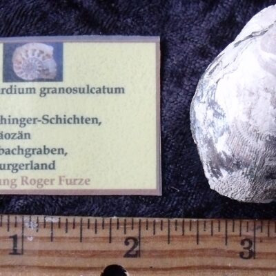 Fossil Nemocardium Mollusk