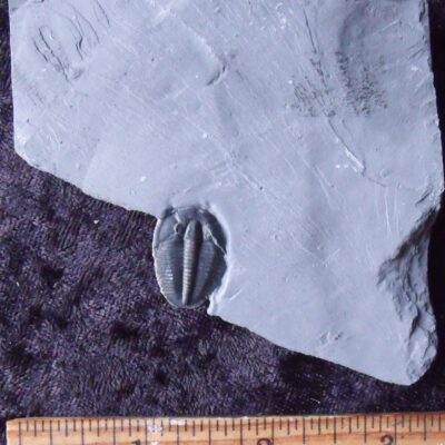 Front and Back Trilobite