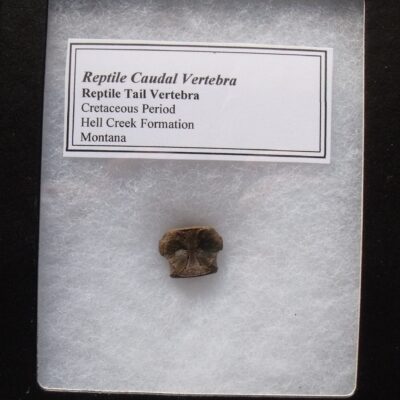 Fossil Reptile Vertebra