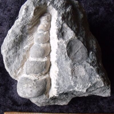 Fossil Loxonema Gastropod