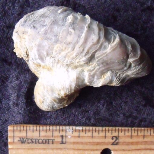 Large Fossil Oyster