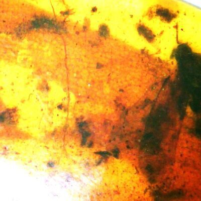 Amber Fly & Lacewing wing