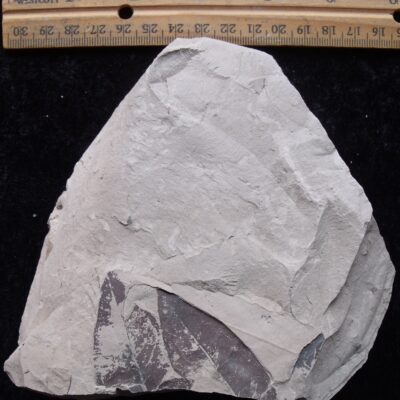 Two Eocene Fossil Leaves