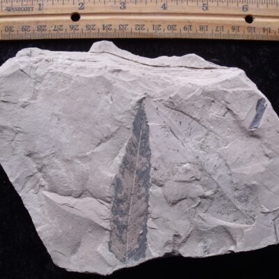 Large Eocene Fossil Leaf
