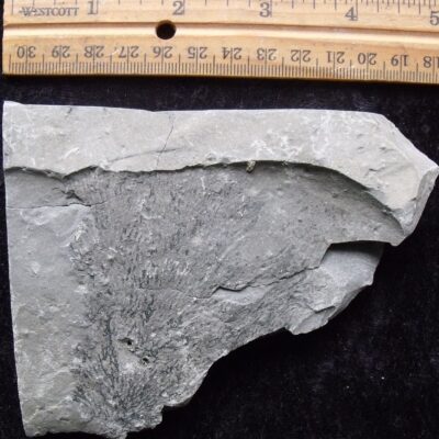 Silurian Graptolite Fossil