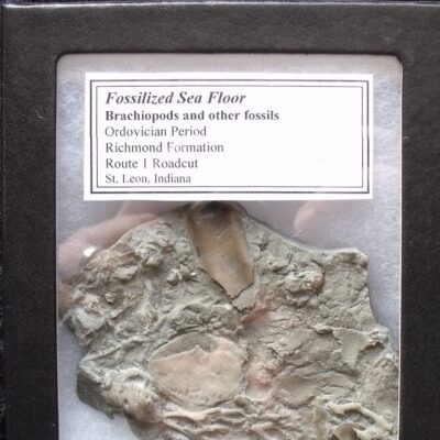 Sea Floor Fossilized Creatures