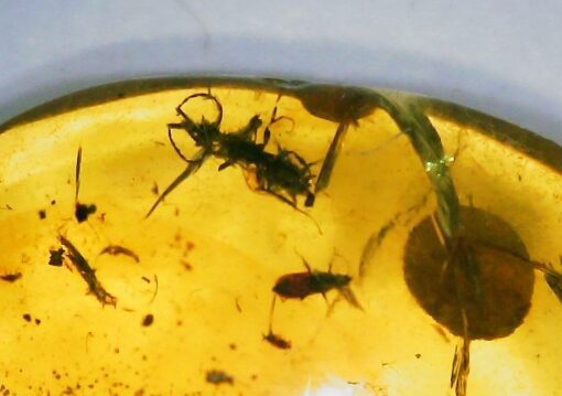 2 Beetles in Amber