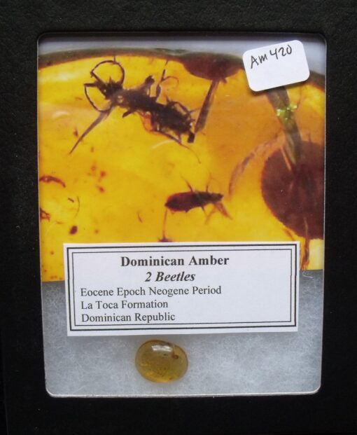 2 Beetles in Amber - Image 2