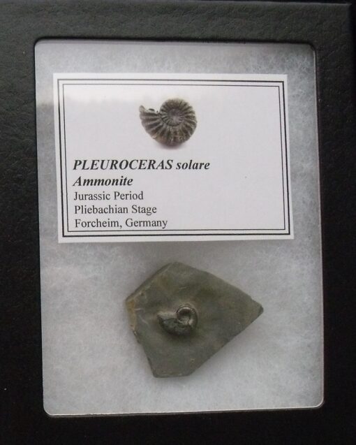 Pleuroceras Ammonite Cephalopod