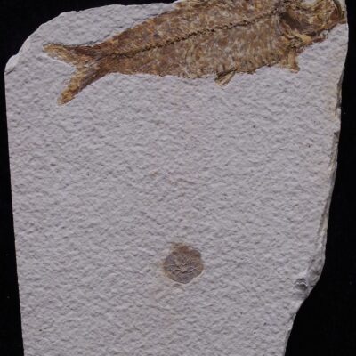 Fossil Fish and Scale