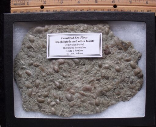 Plate of Fossil Brachiopods