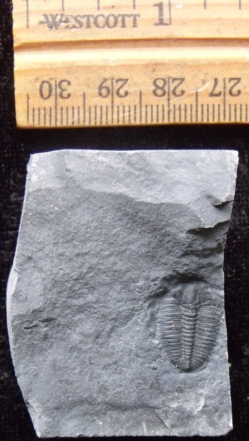 Utah Elrathia Trilobite