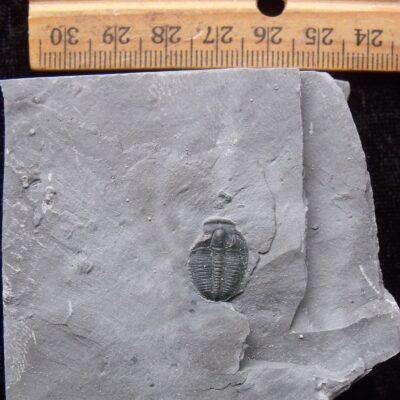 Fossil Utah Elrathia Trilobite
