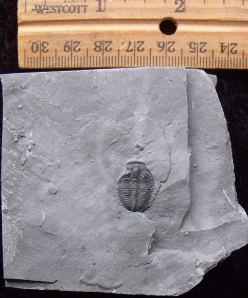 Fossil Utah Elrathia Trilobite