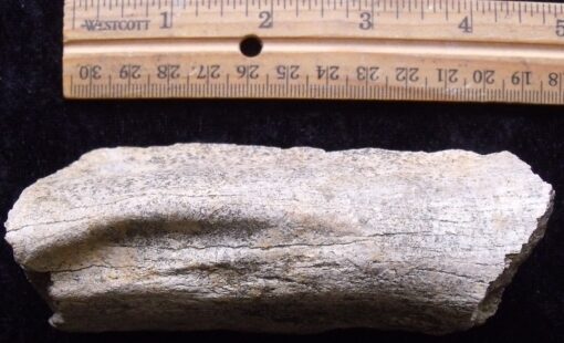 Dinosaur Rib Fragment - Image 2