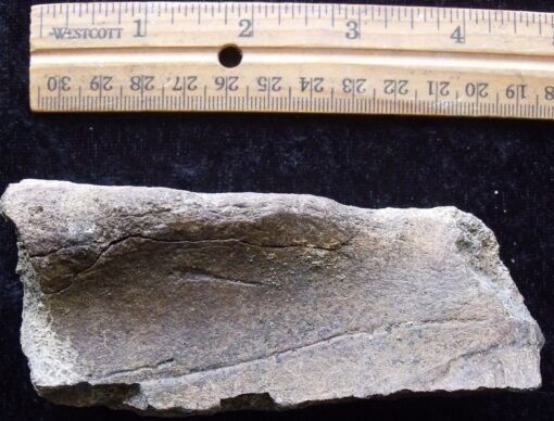 Dinosaur Rib Fragment