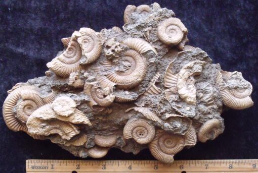 German Fossil Dactylioceras Block