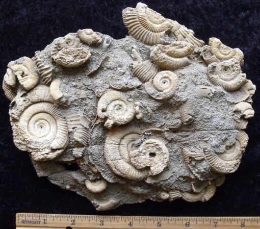 German Ammonite Plate