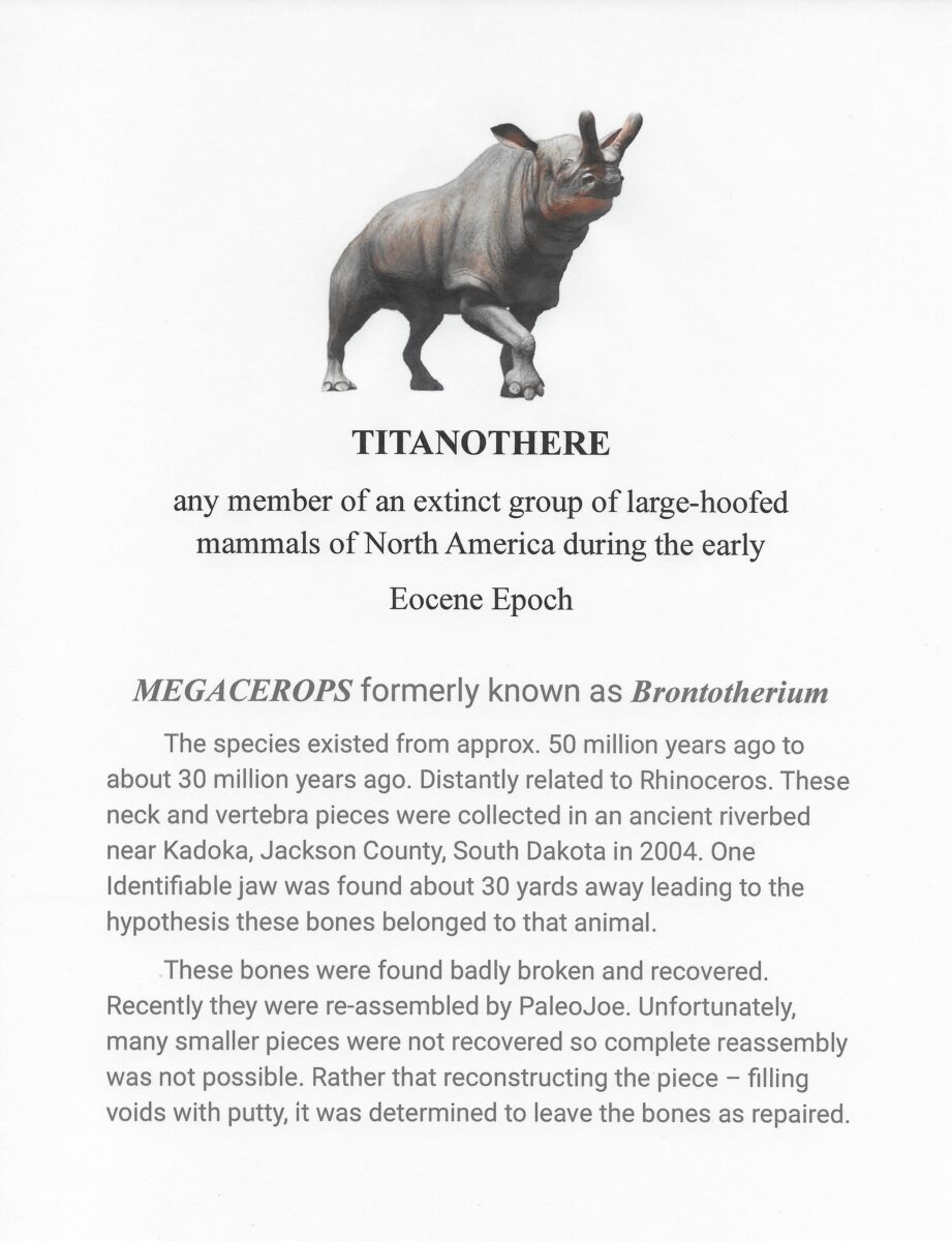 Titanothere Partial Vertebra - Paleo Joe