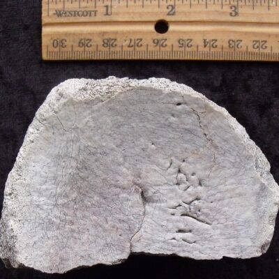 Titanothere Partial Vertebra