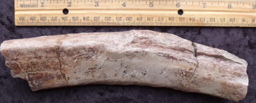 8 1/2 Titanothere Rib