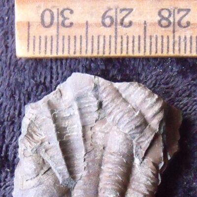 Fossil Czech Trilobite