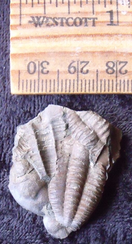 Fossil Czech Trilobite
