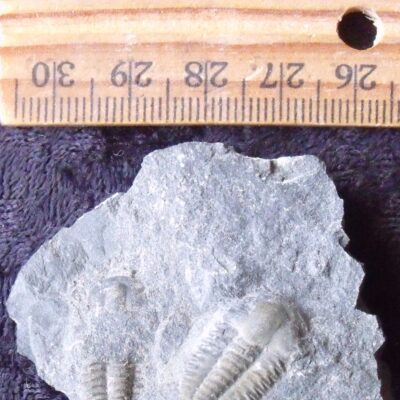 Two Ellipsocephalus Trilobites