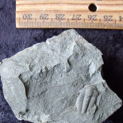 Tail Tucked Trilobite