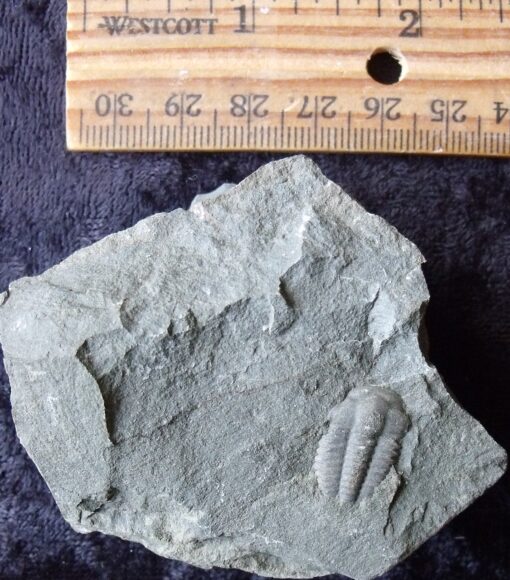 Tail Tucked Trilobite