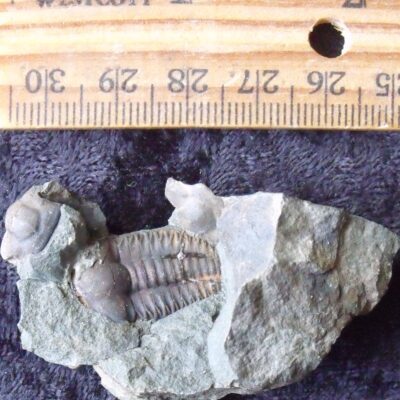 Double Sided Trilobite Block