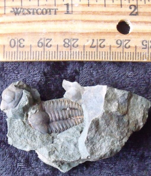 Double Sided Trilobite Block