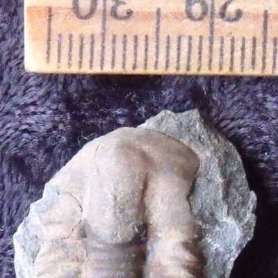 Prone Ellipsocephalus Trilobite